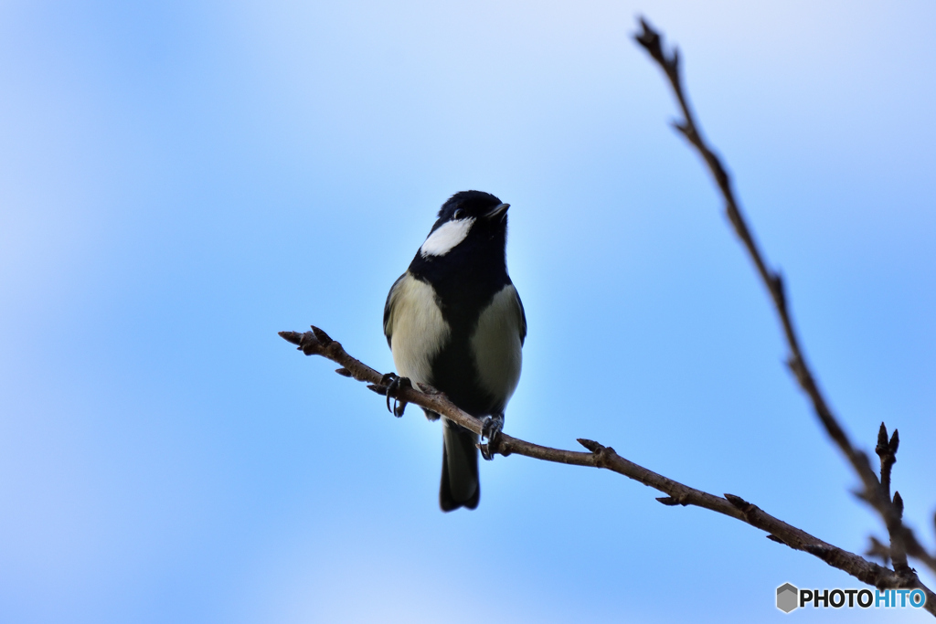 公園のシジュウカラ