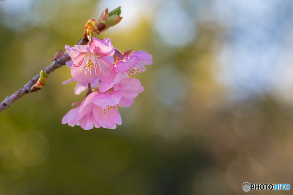 河津桜　一分咲き
