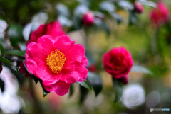 ひっそり咲いた山茶花