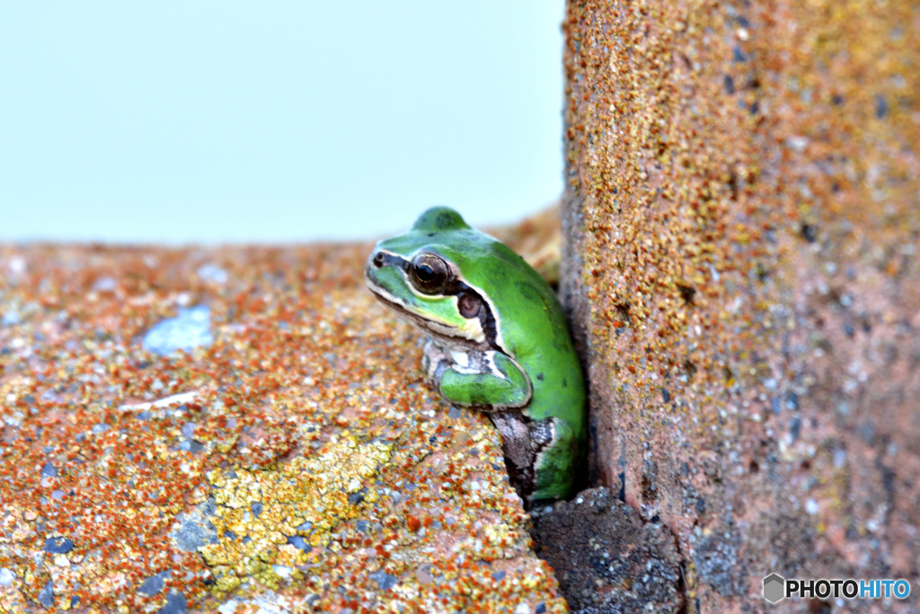 カエル