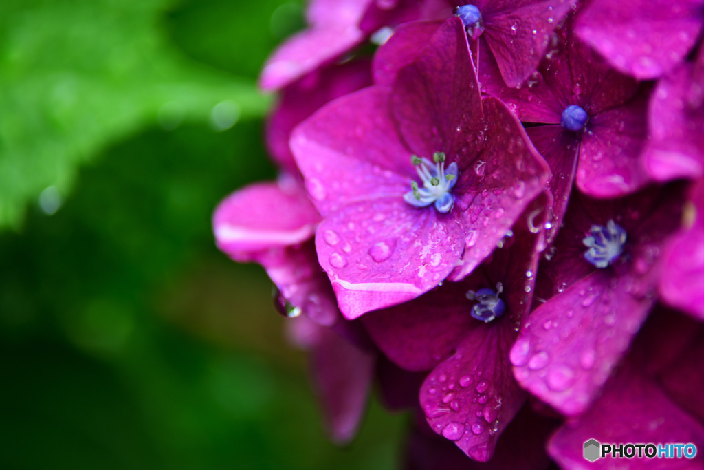 梅雨の花