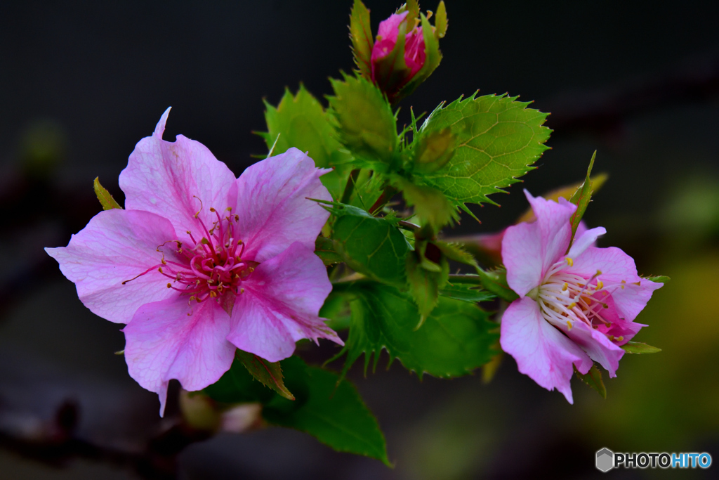 季節外れの河津桜