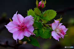 季節外れの河津桜