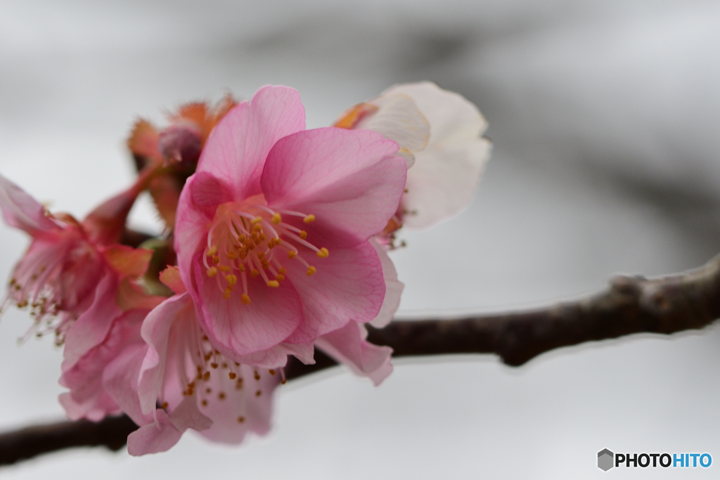 河津桜