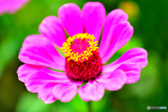 夏の花