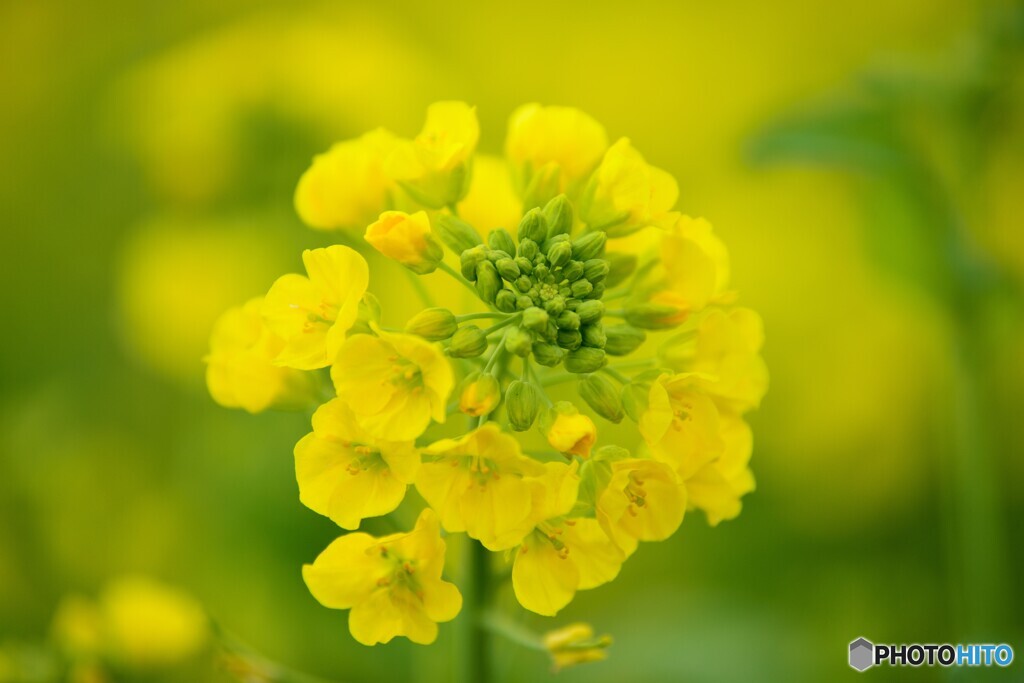 菜の花