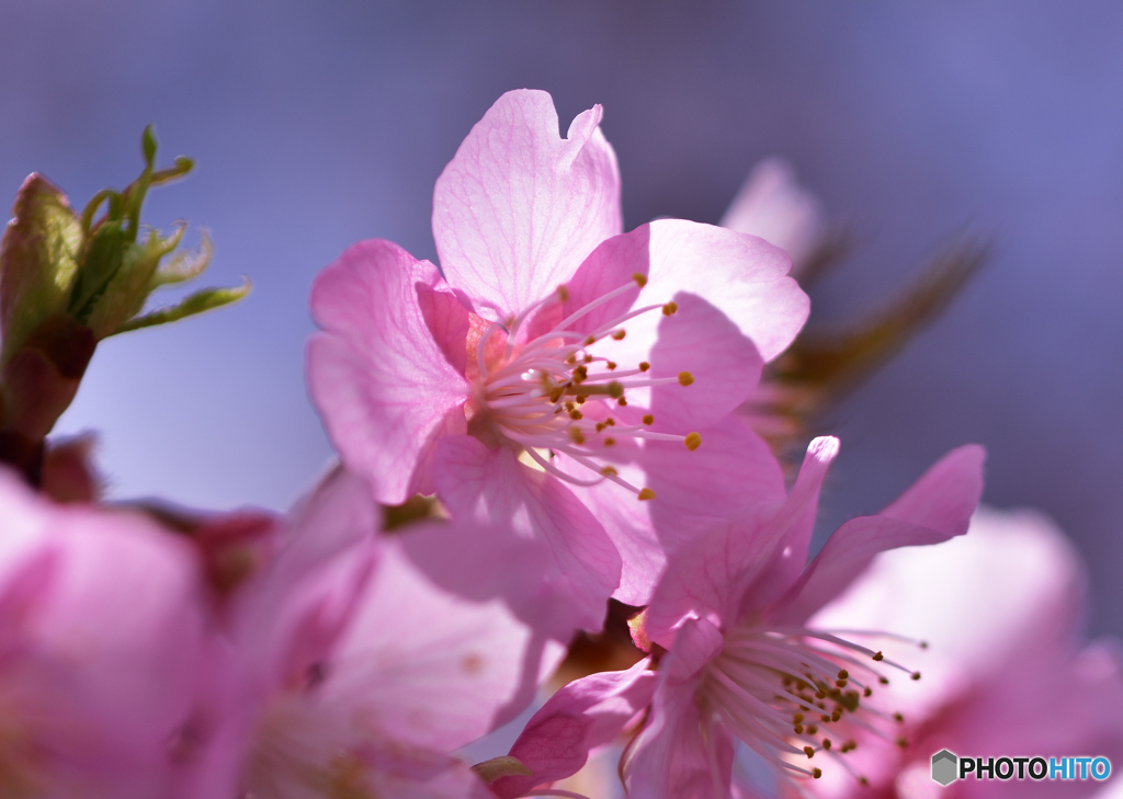 今朝の桜