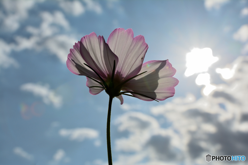 秋桜