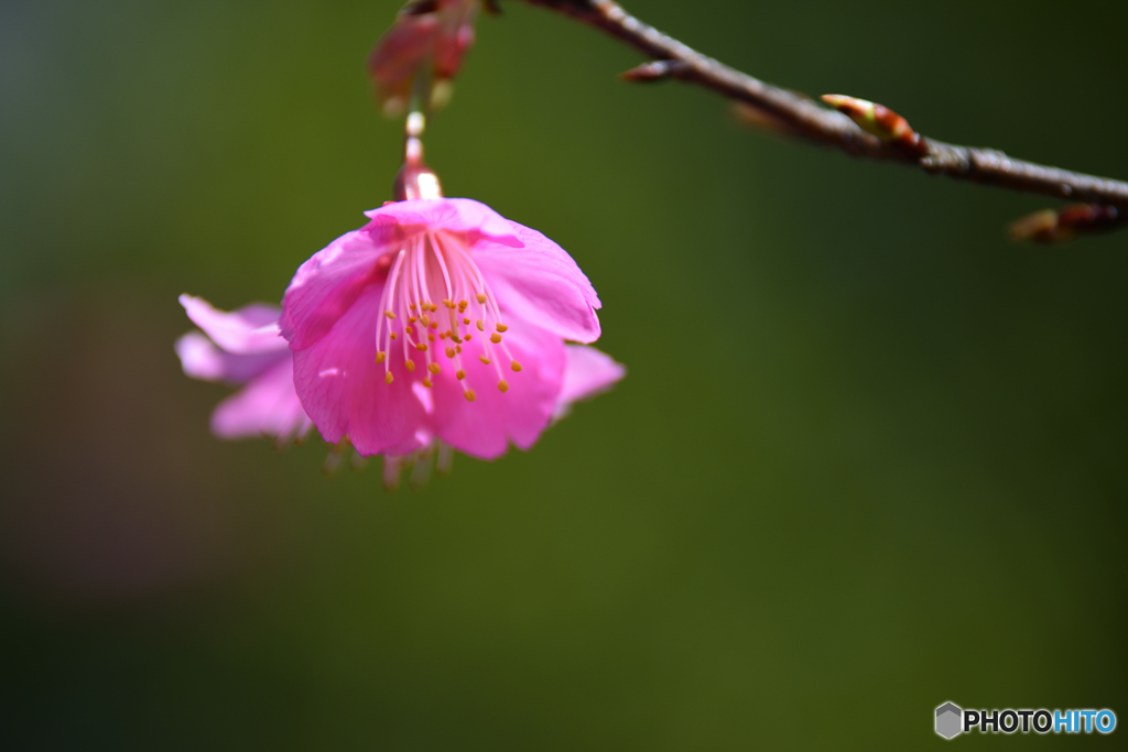 頑張る河津桜