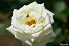 薔薇とミツバチ