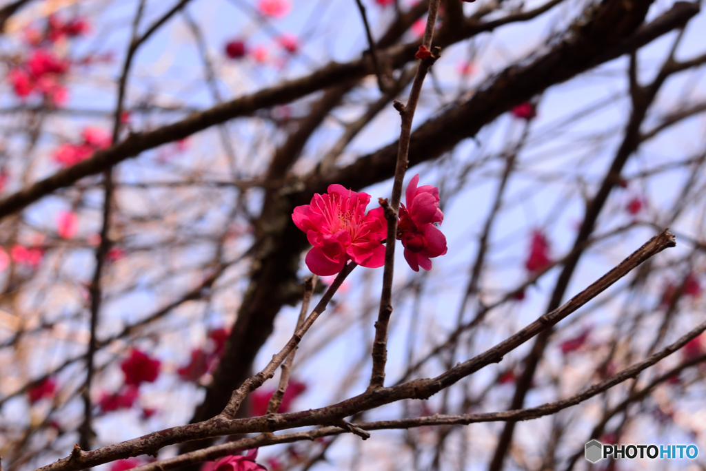 紅梅