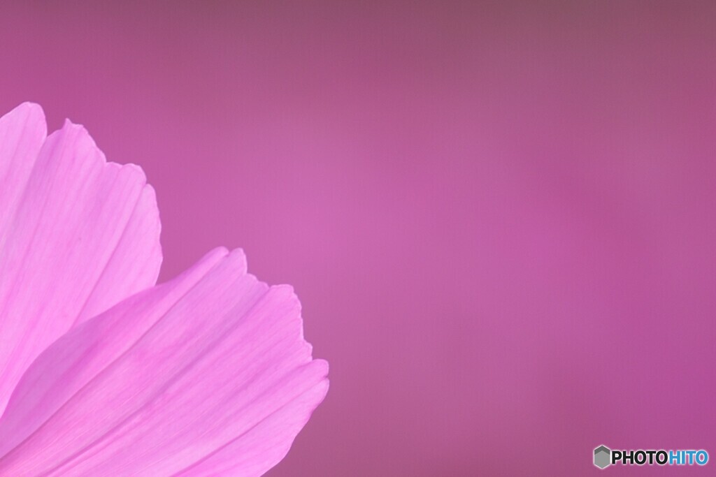 花びら