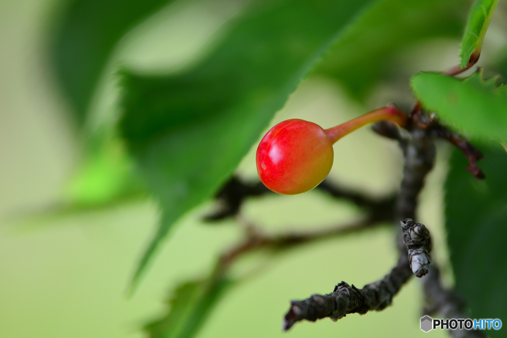 桜が残したもの