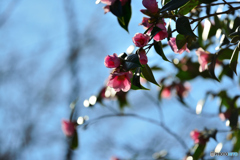 山茶花も終わりに近づく