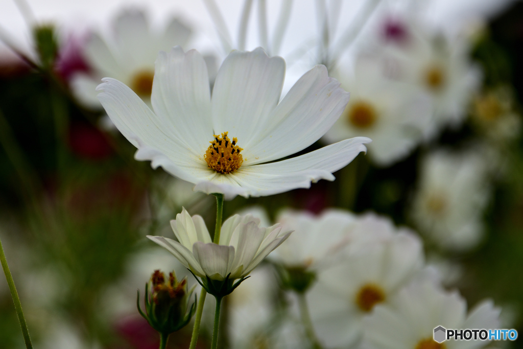 秋桜６