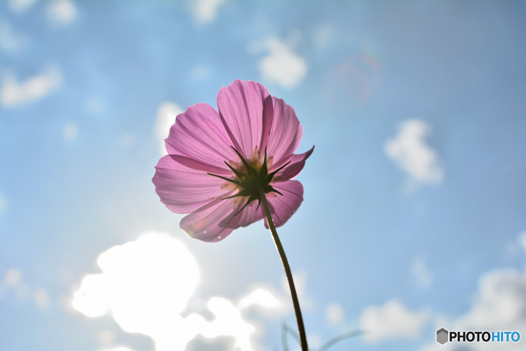 秋桜