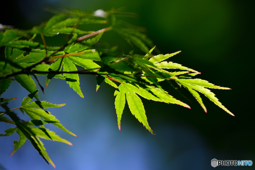 青紅葉