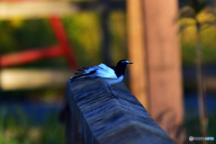 近所の公園