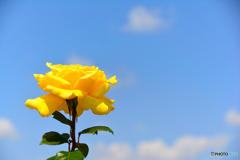 レモン色　薔薇