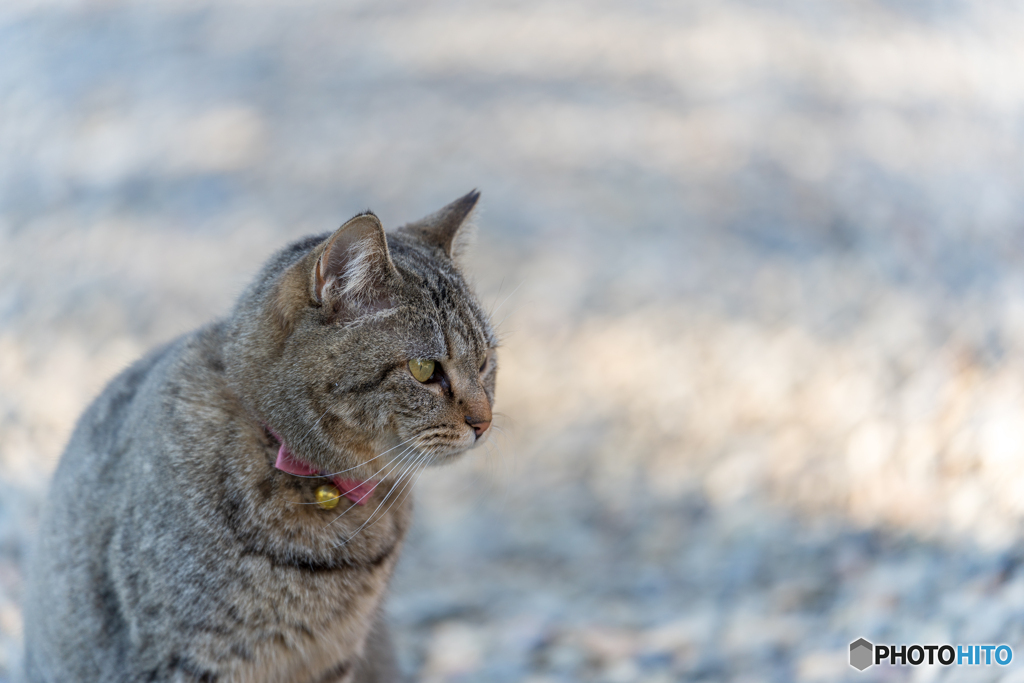 神社の猫