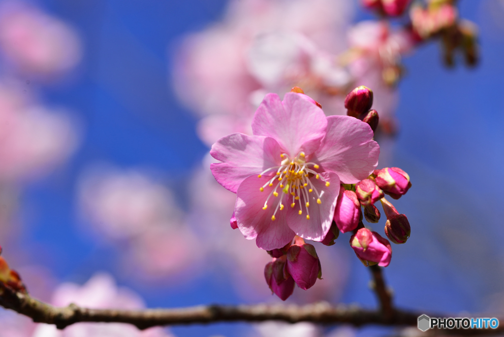 白子の桜