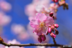 白子の桜