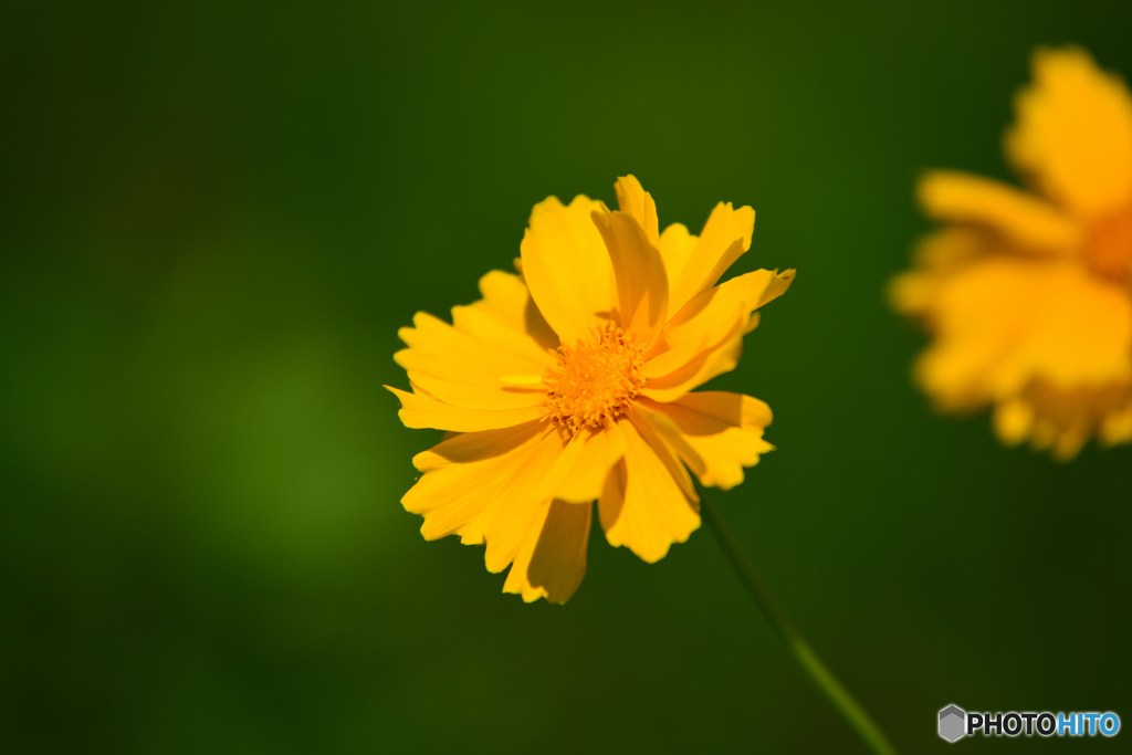 道端の花