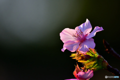 秋に頑張る河津桜
