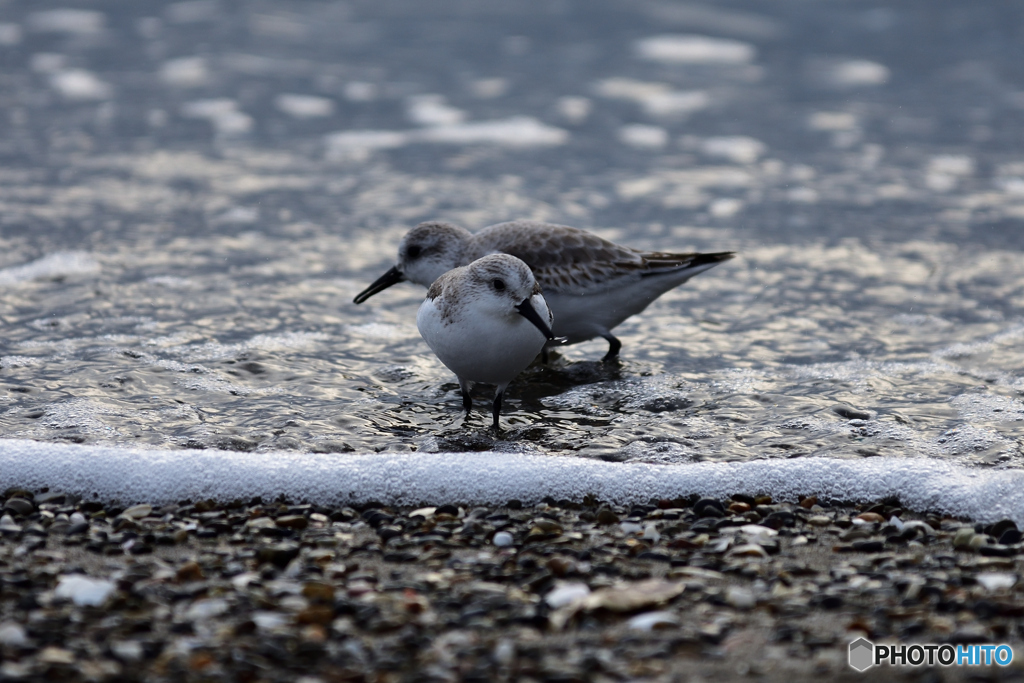 この鳥かわいい