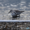 この鳥かわいい