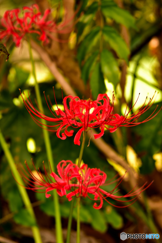 曼珠沙華
