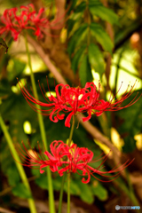 曼珠沙華 曼珠沙華