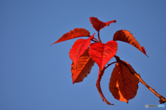 １２月も頑張る河津桜の葉