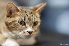 愛猫