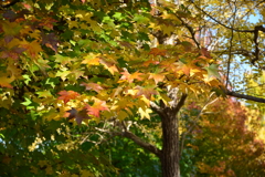 秋の色２