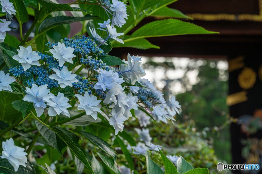 八重の紫陽花
