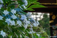 八重の紫陽花