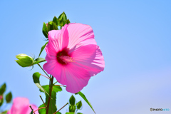 夏到来