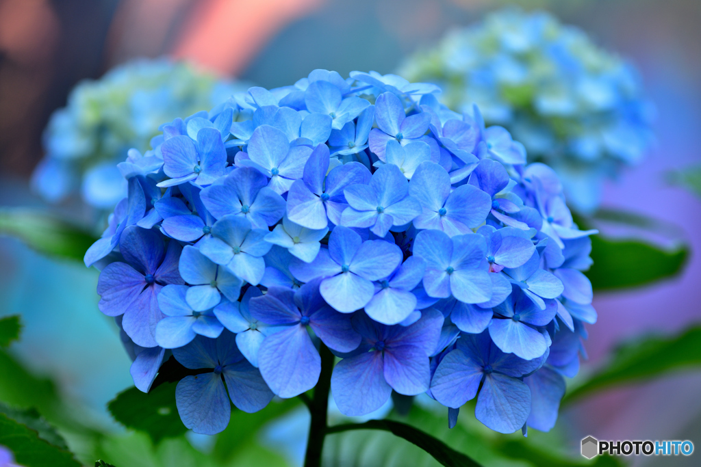 紫陽花