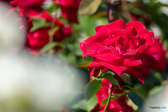 薔薇
