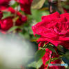 薔薇