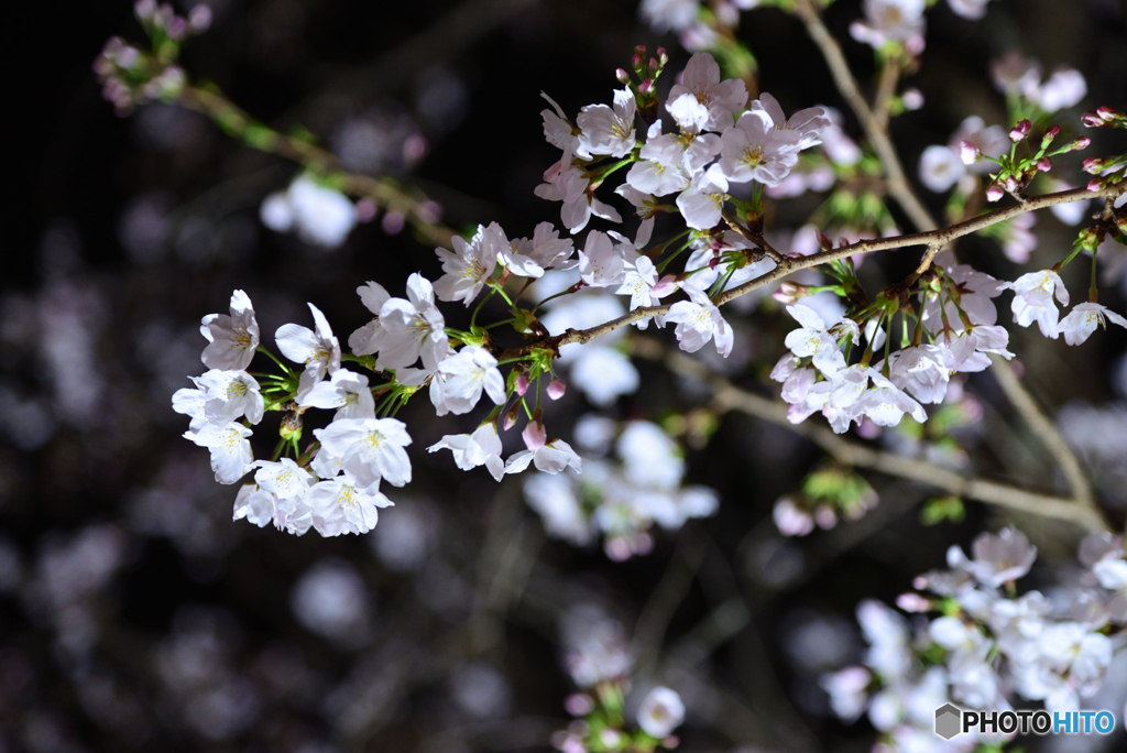 夜桜