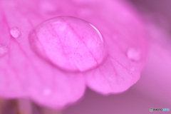 桜の上の水滴