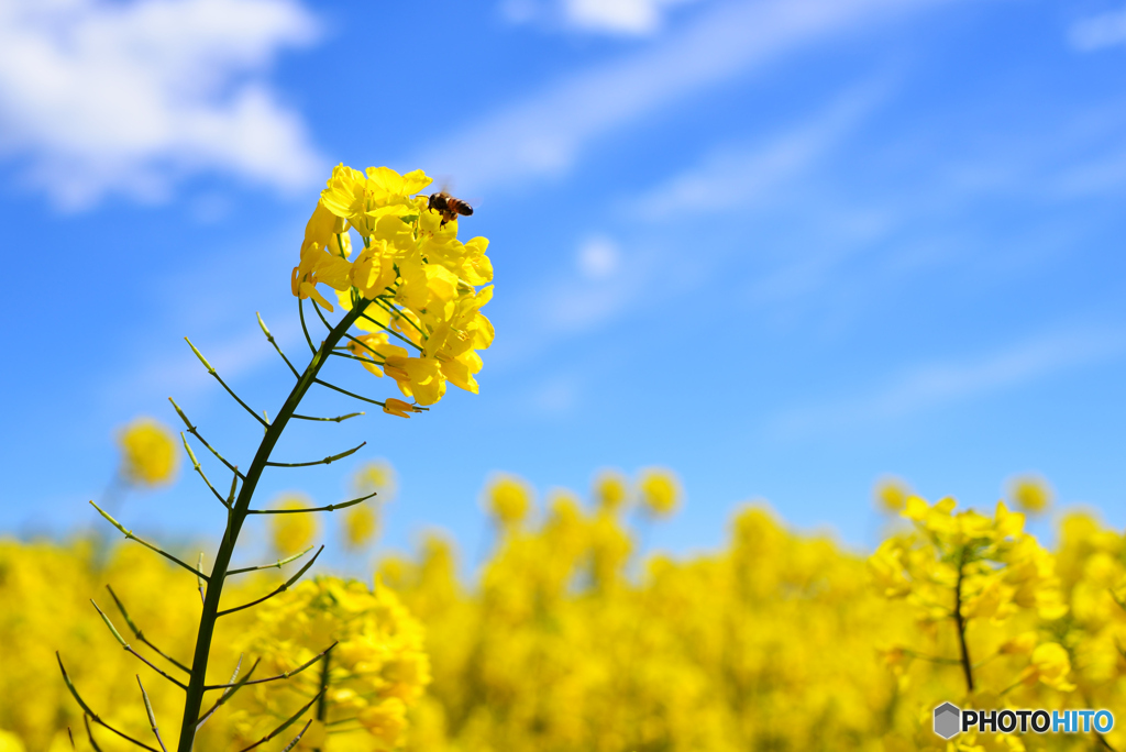 晴天の菜の花