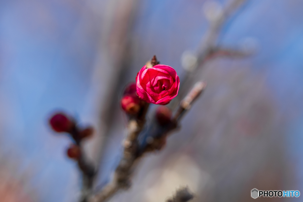 紅梅