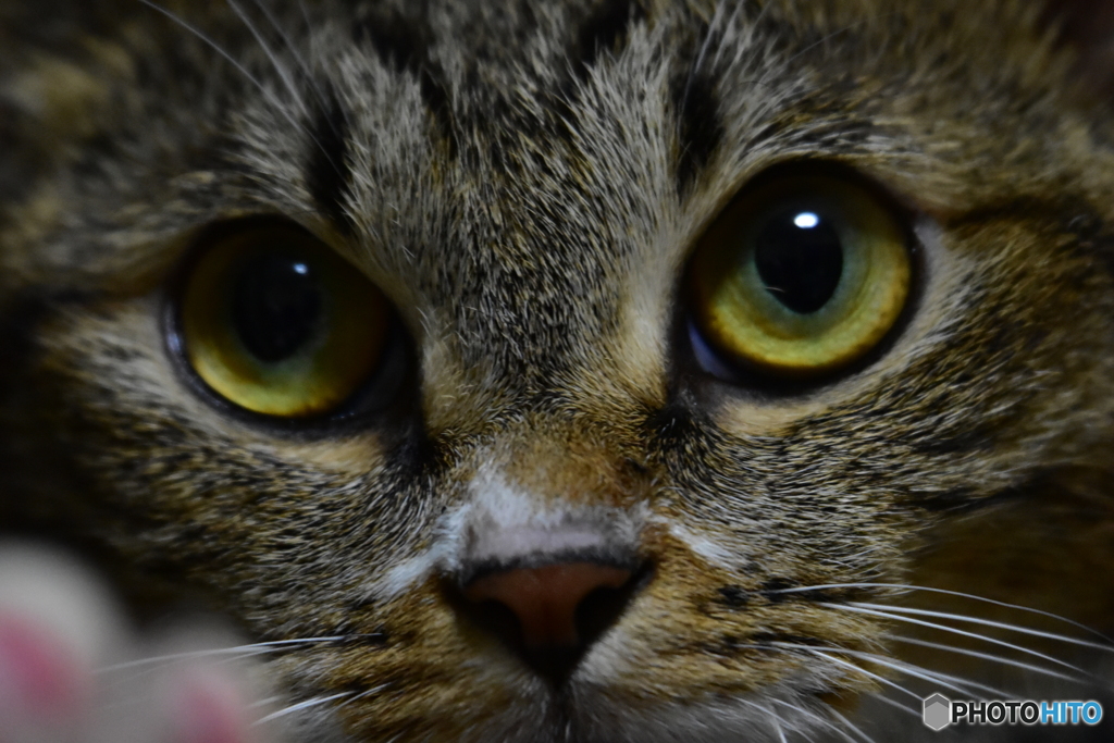 我が家の猫