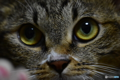 我が家の猫