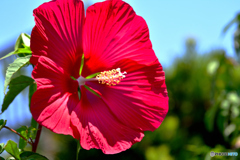 海辺に咲いていた花