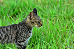 まだ子猫