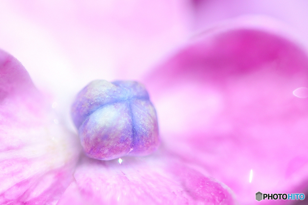 紫陽花のヘソ